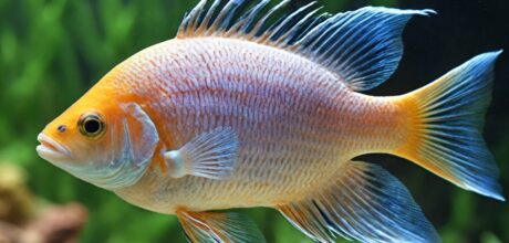 Como Identificar e Tratar Doenças Comuns em Peixes Exóticos: Um Guia Completo