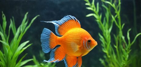 Como introduzir novos peixes exóticos no aquário sem estresse e de forma segura