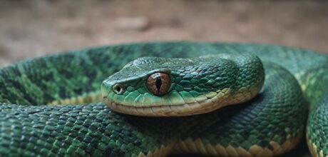 Benefícios de Ter Cobras como Pets: Mitos e Verdades Desvendados