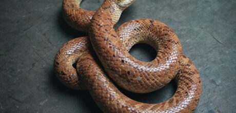 Principais Sinais de Estresse em Cobras e Como Evitá-los
