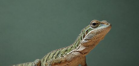 A Importância da Iluminação UVB para a Saúde dos Lagartos: Benefícios e Cuidados Essenciais