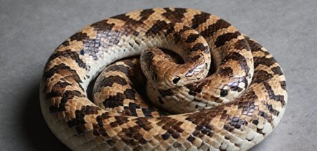 Como Identificar e Tratar Doenças Comuns em Cobras: Guia Completo para Criadores