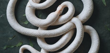 Cuidados Específicos para Cobras Albinas em Cativeiro: Guia Completo