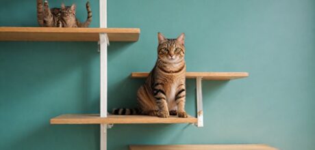 Como montar um espaço vertical para gatos em casa